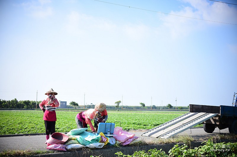 每一次低頭都是向土地致敬！體驗農人們的蕃薯精神_img_26